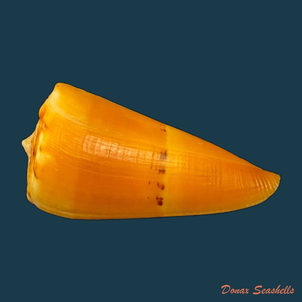 conus-riosi-petuch-1986-53mm-copia
