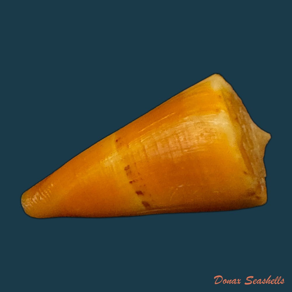 conus-riosi-petuch-1986-53mm-copia
