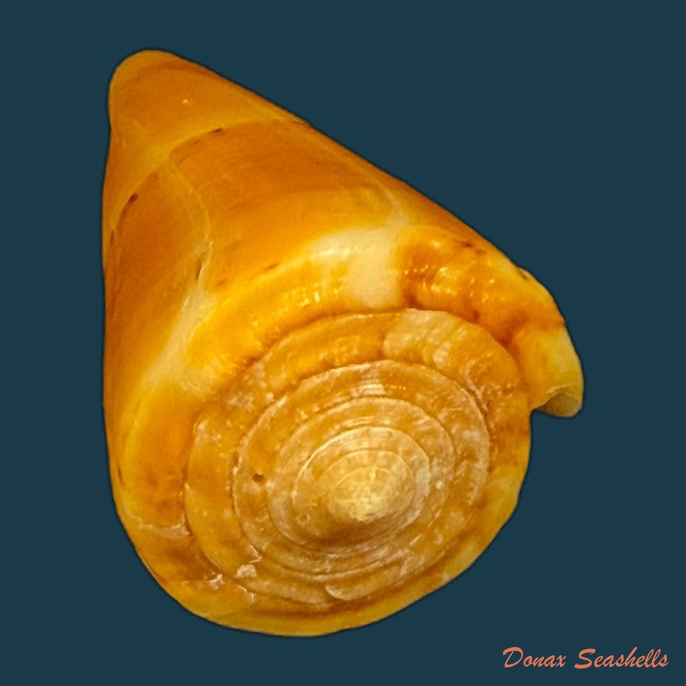 conus-riosi-petuch-1986-53mm-copia