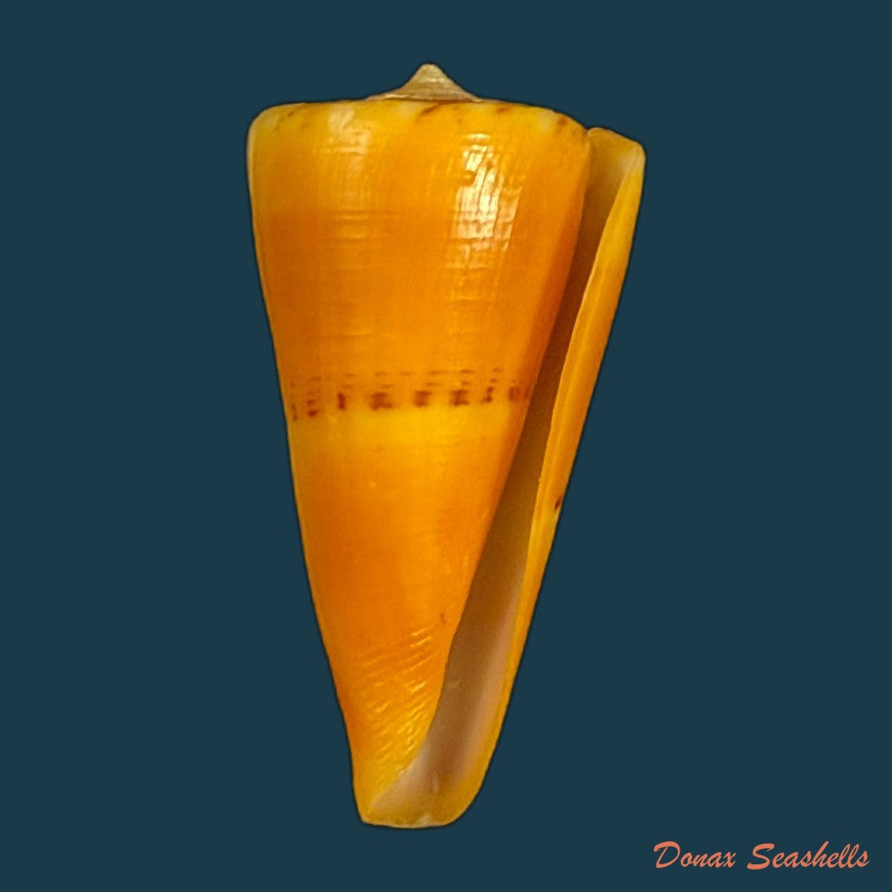 conus-riosi-petuch-1986-53mm-copia