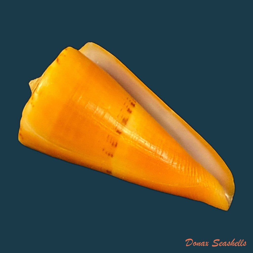 conus-riosi-petuch-1986-53mm-copia