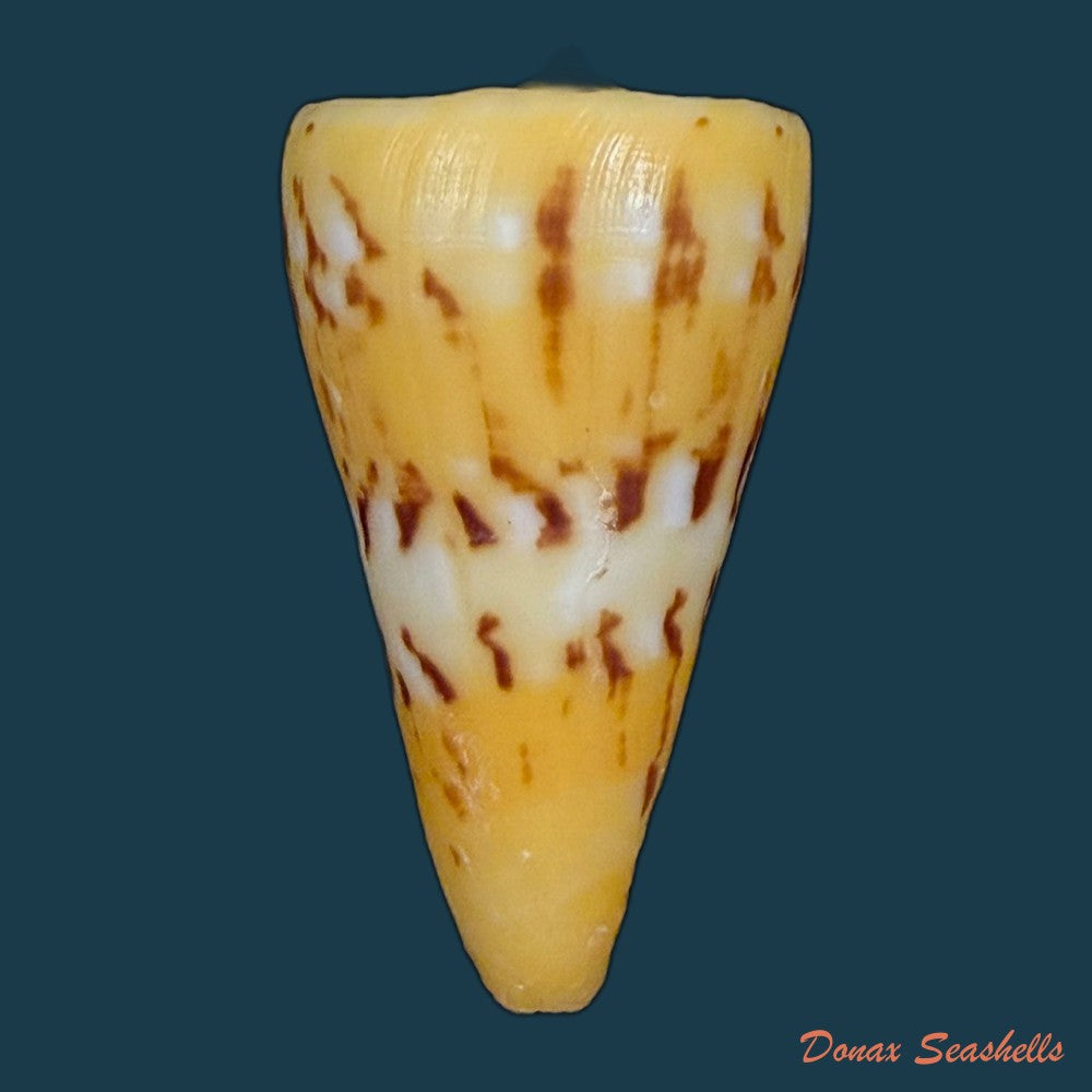 conus-riosi-petuch-1986-60-9mm-copia