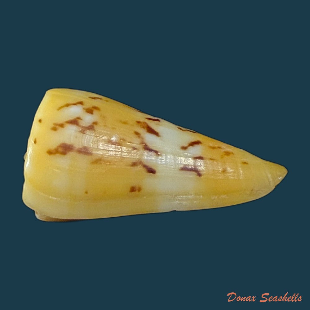 conus-riosi-petuch-1986-60-9mm-copia
