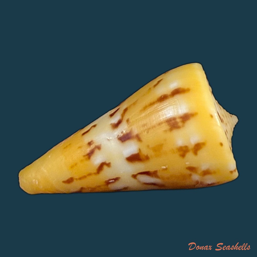 conus-riosi-petuch-1986-60-9mm-copia