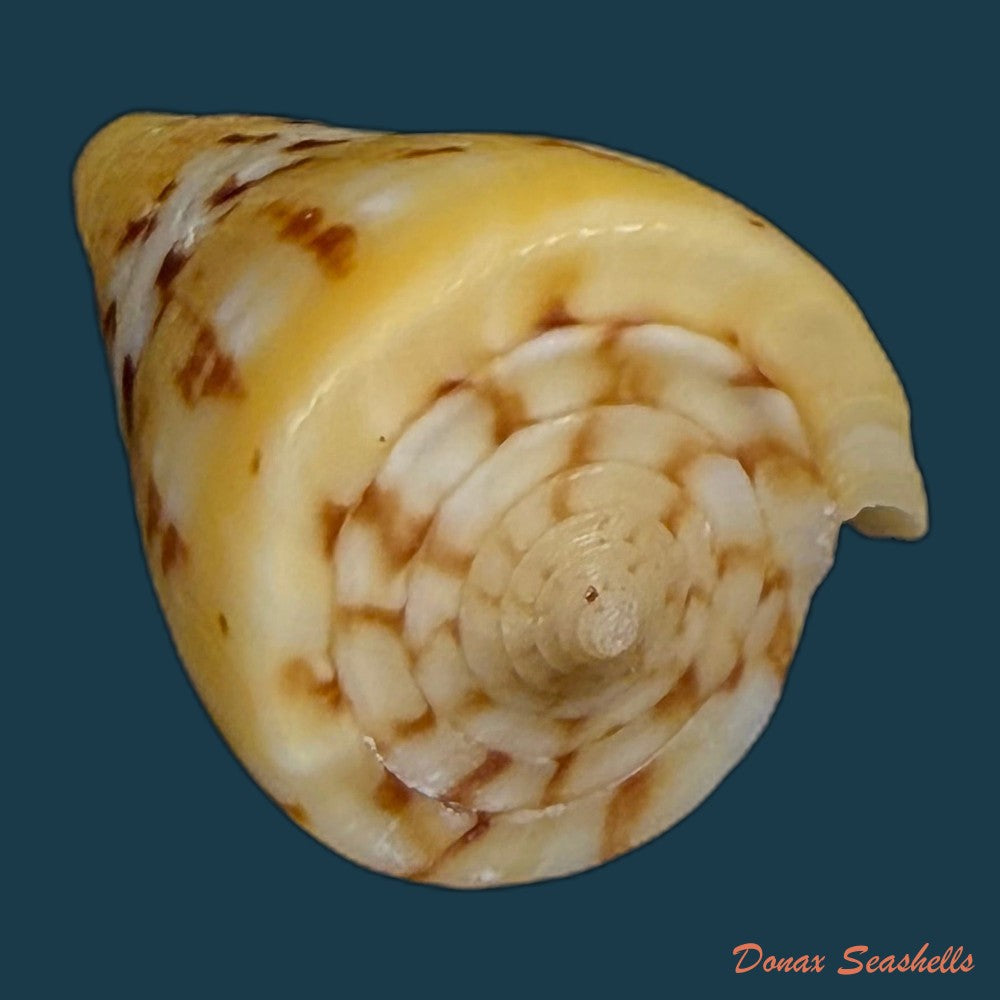 conus-riosi-petuch-1986-60-9mm-copia