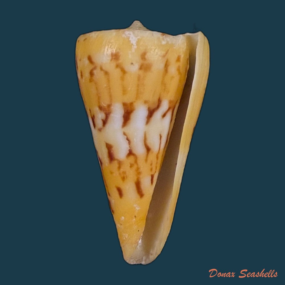 conus-riosi-petuch-1986-60-9mm-copia