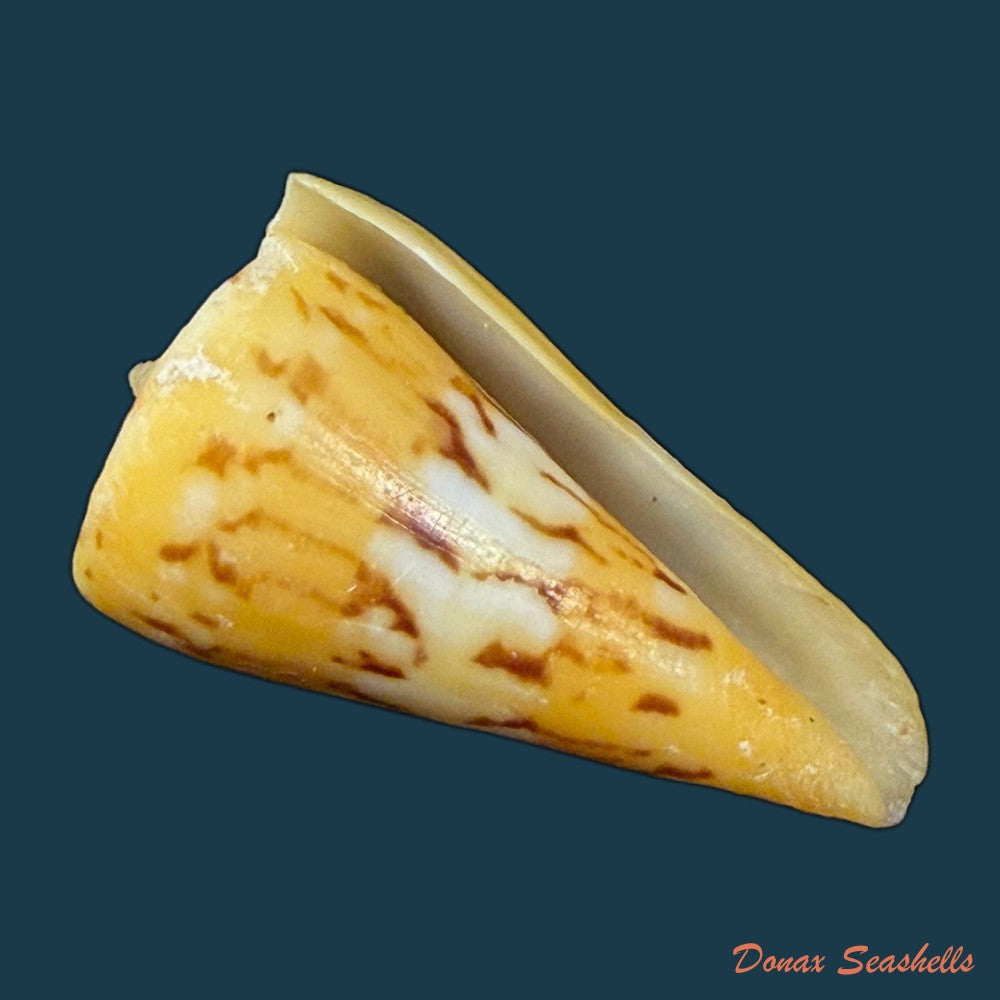 conus-riosi-petuch-1986-60-9mm-copia