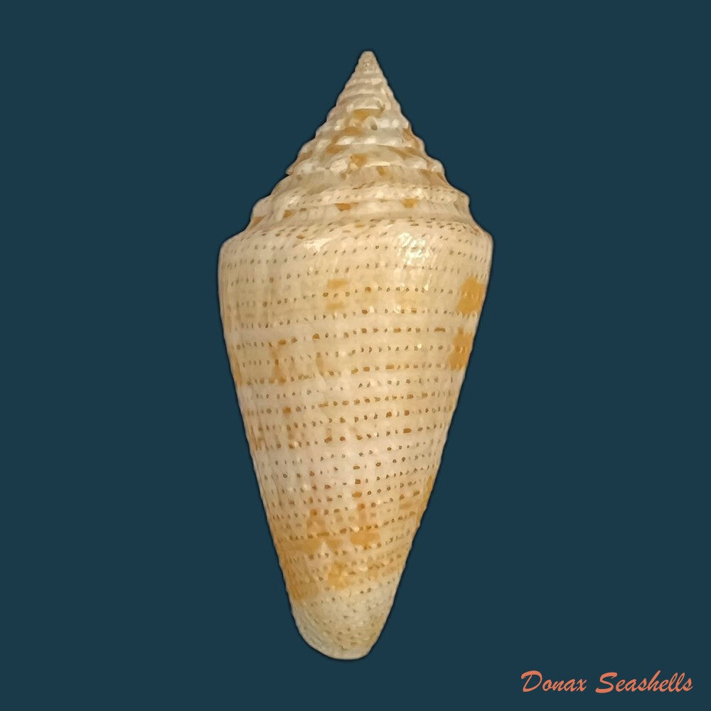 conus-riosi-petuch-1986-66-9mm-copia