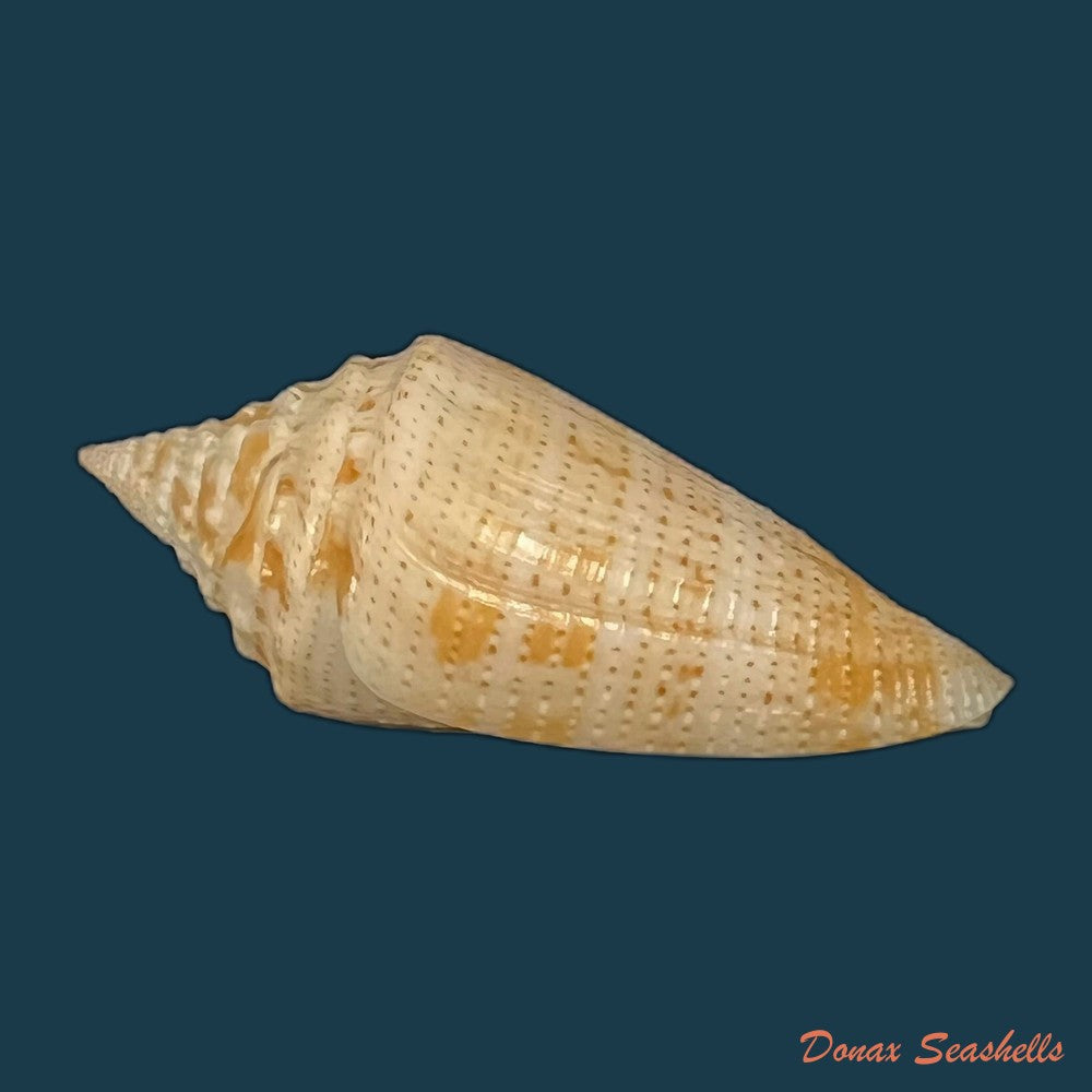 conus-riosi-petuch-1986-66-9mm-copia
