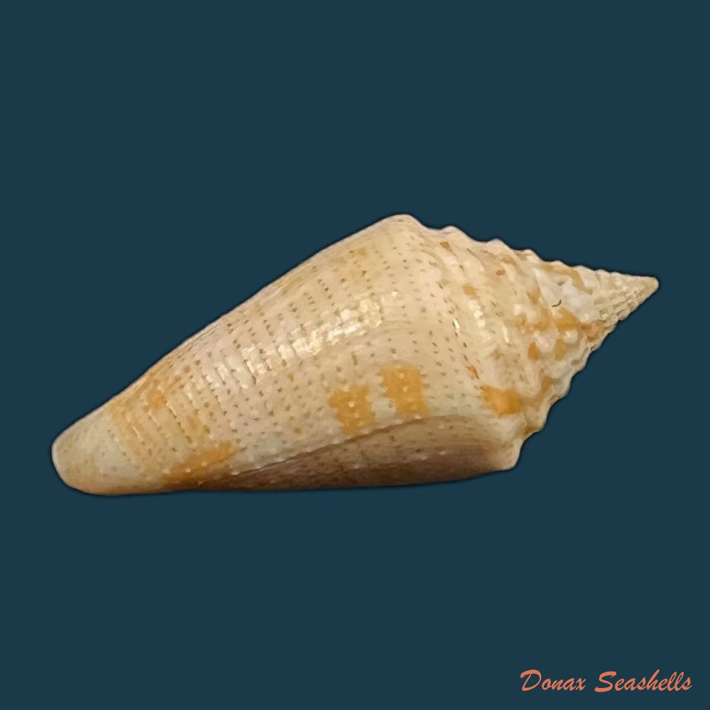conus-riosi-petuch-1986-66-9mm-copia