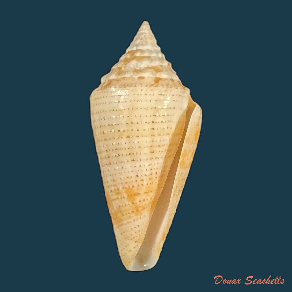 conus-riosi-petuch-1986-66-9mm-copia