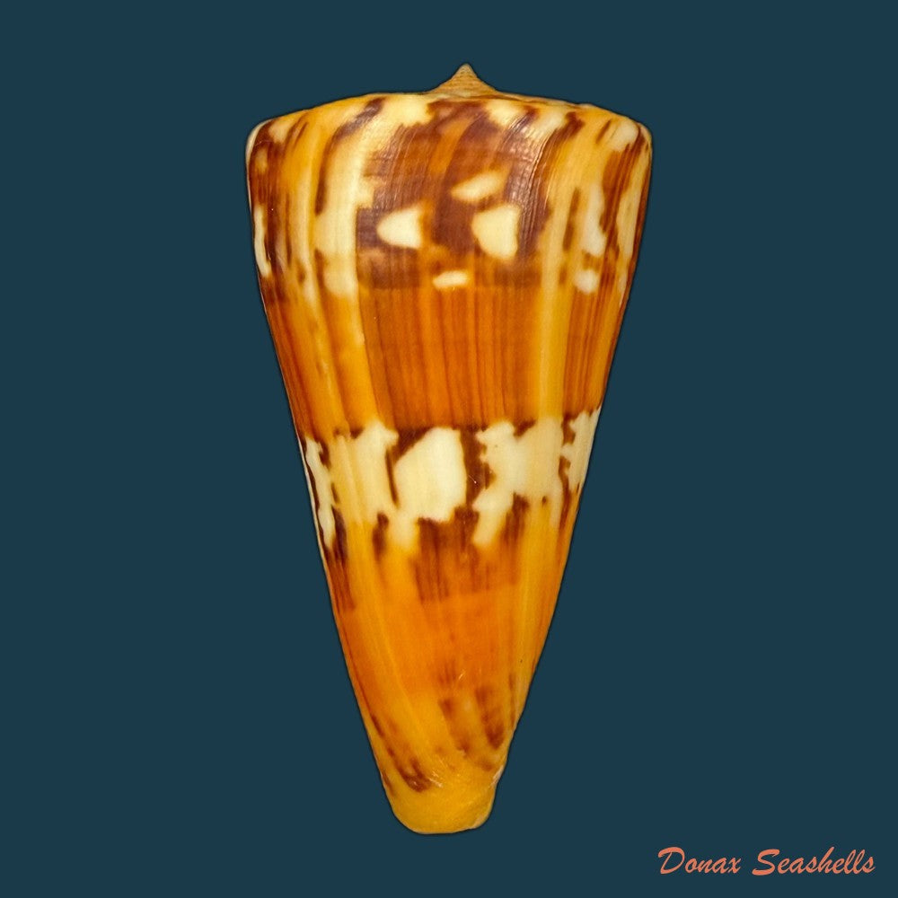 conus-riosi-petuch-1986-73mm-copia