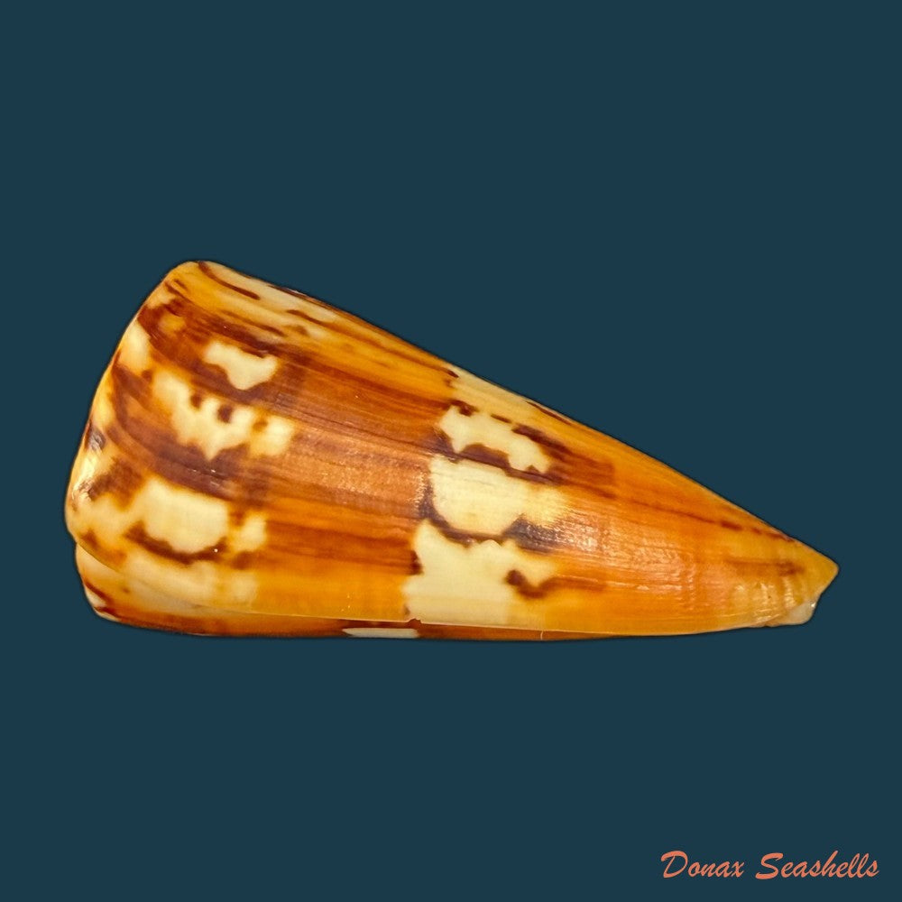 conus-riosi-petuch-1986-73mm-copia