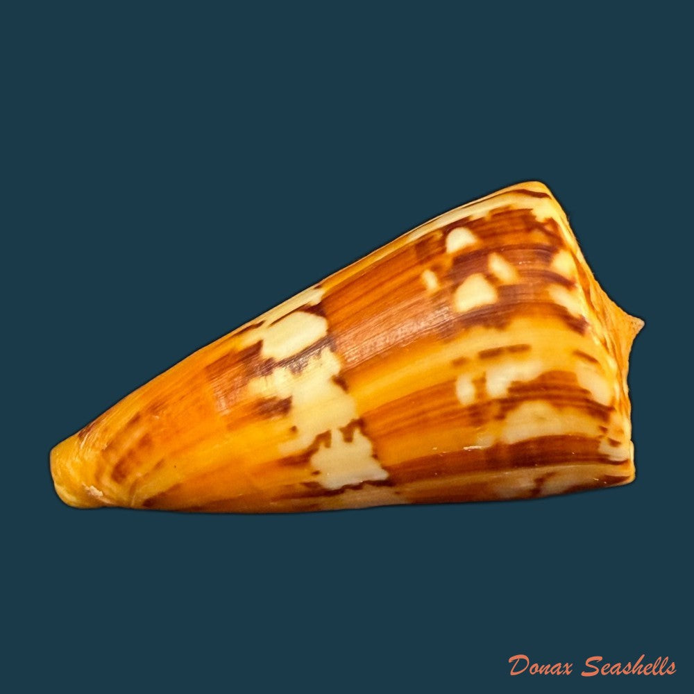 conus-riosi-petuch-1986-73mm-copia