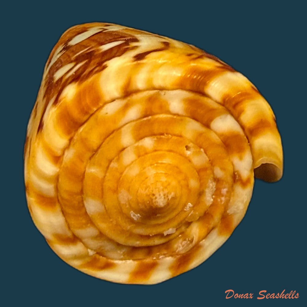 conus-riosi-petuch-1986-73mm-copia
