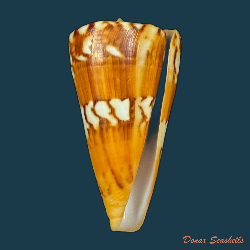 conus-riosi-petuch-1986-73mm-copia
