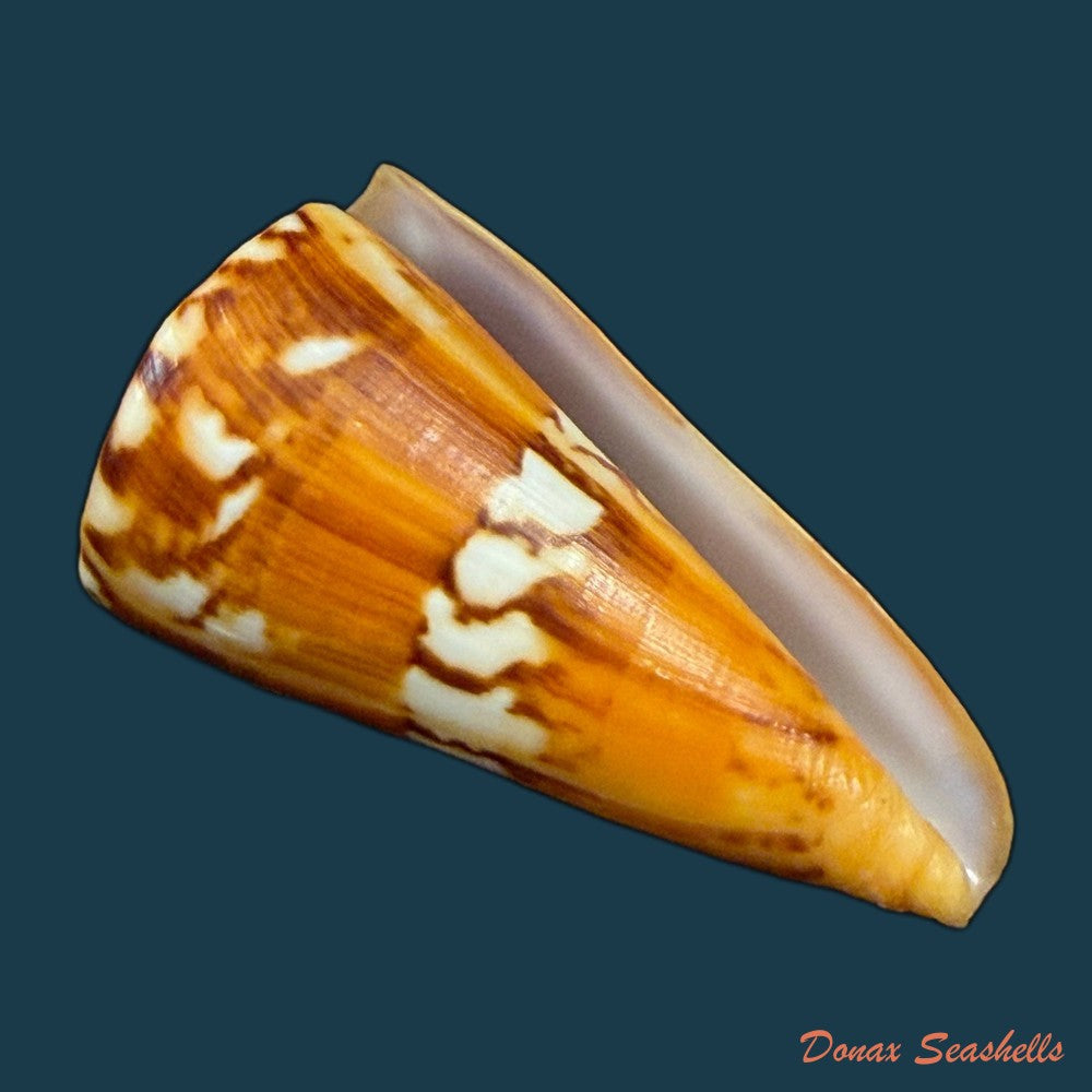 conus-riosi-petuch-1986-73mm-copia