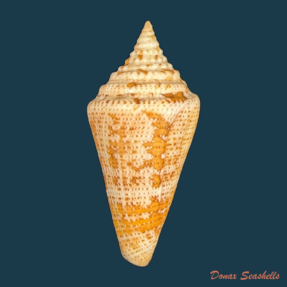 conus-sanctaemarthae-vink-1977-58-3mm-copia
