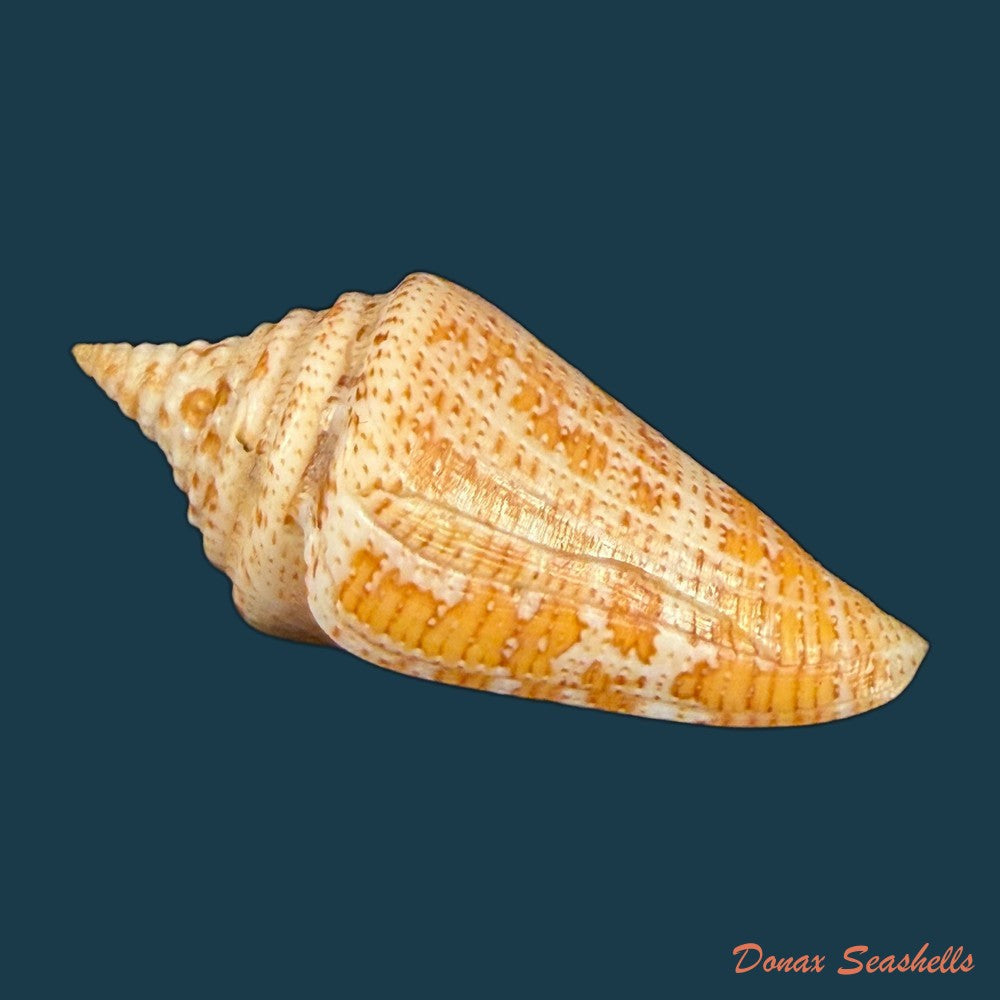 conus-sanctaemarthae-vink-1977-58-3mm-copia