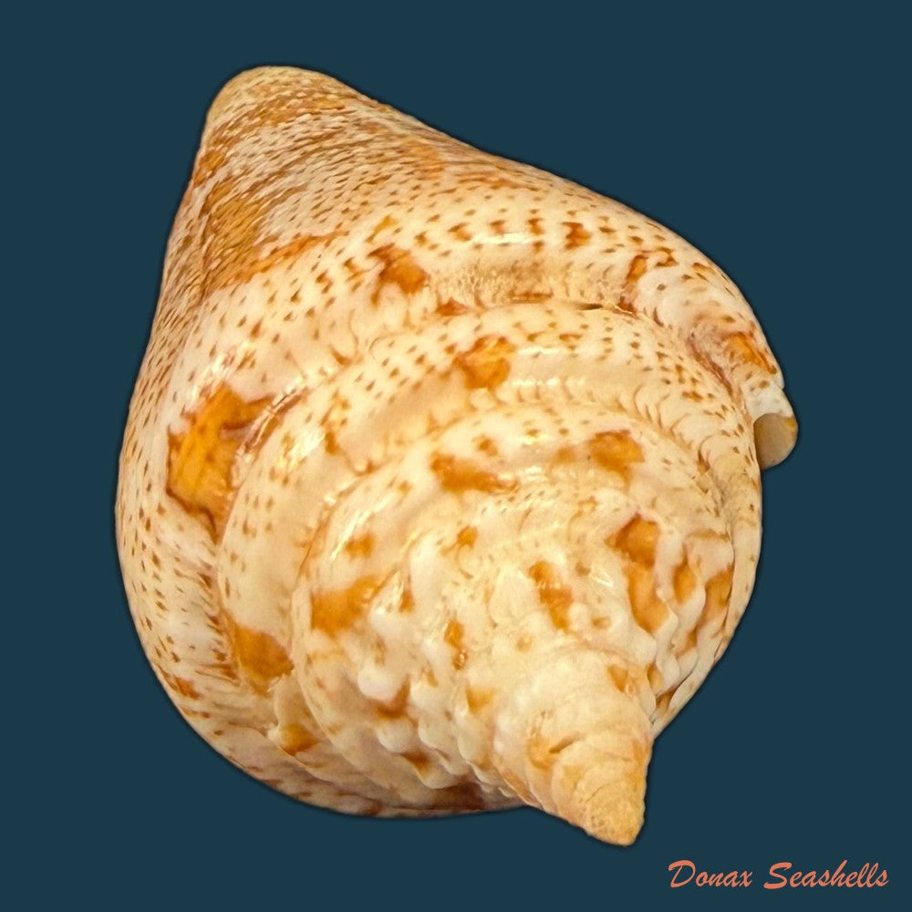 conus-sanctaemarthae-vink-1977-58-3mm-copia