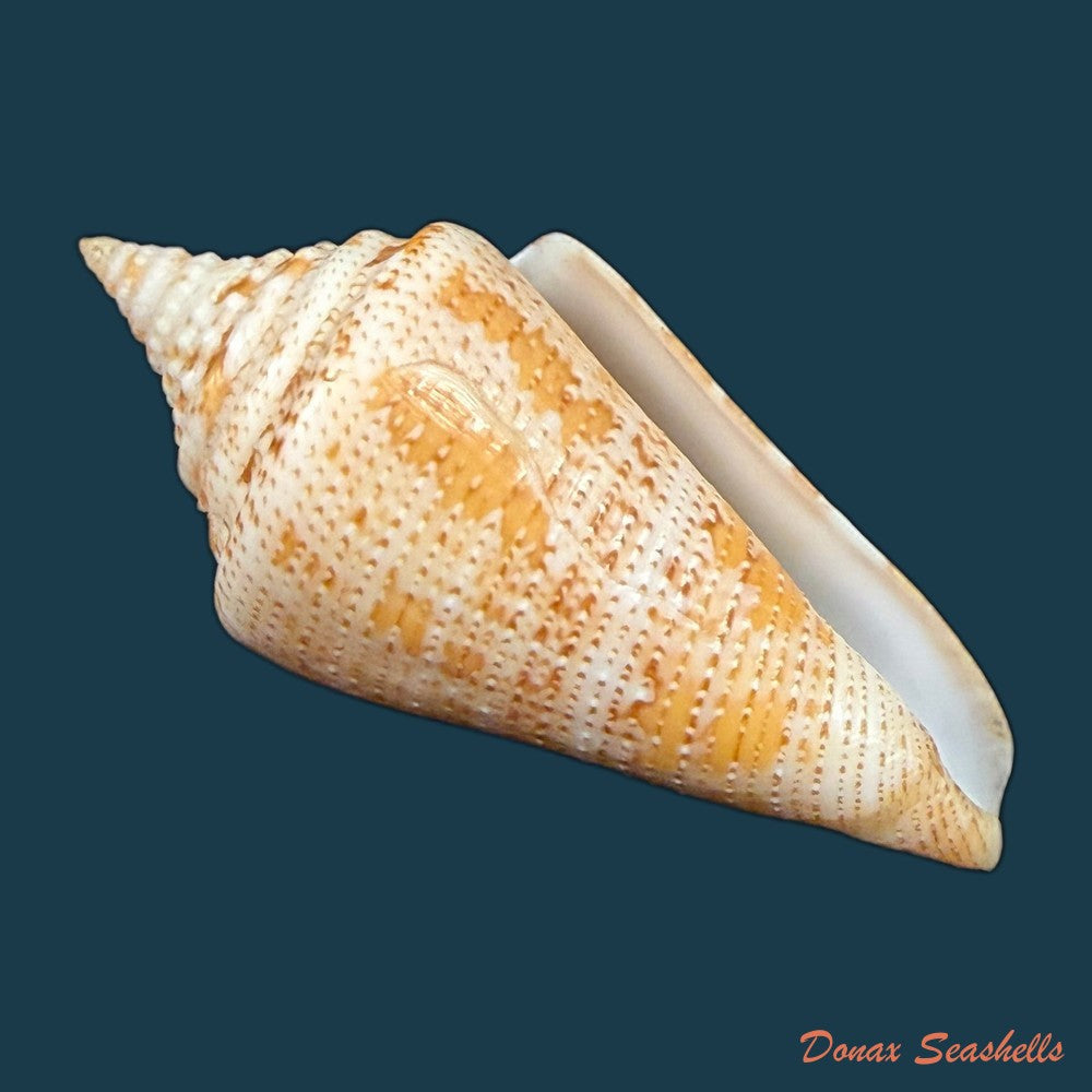 conus-sanctaemarthae-vink-1977-58-3mm-copia