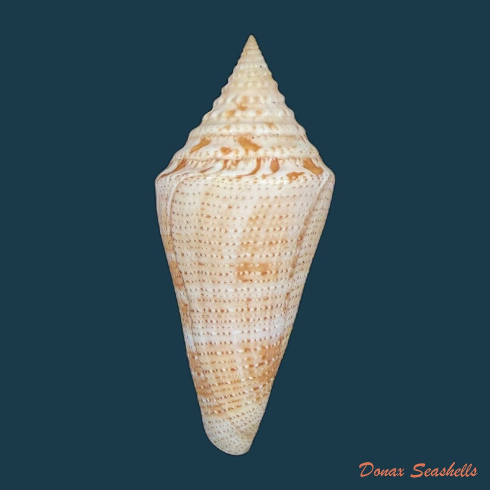 conus-sanctaemarthae-vink-1977-61mm-copia