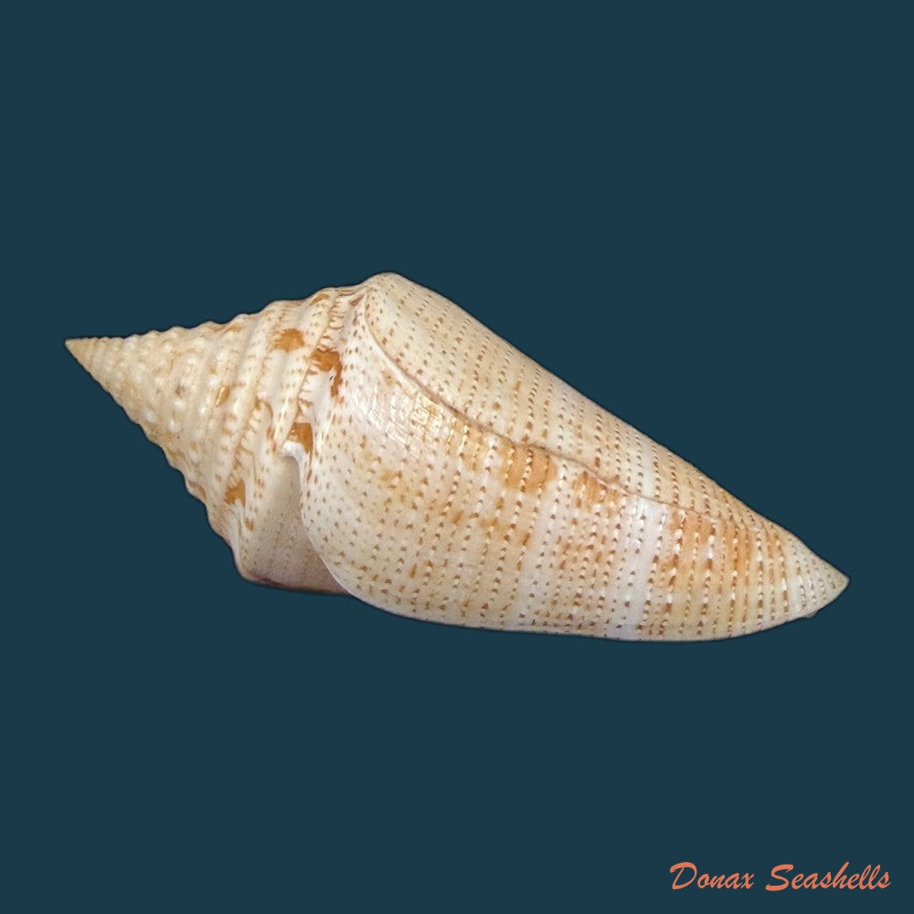 conus-sanctaemarthae-vink-1977-61mm-copia