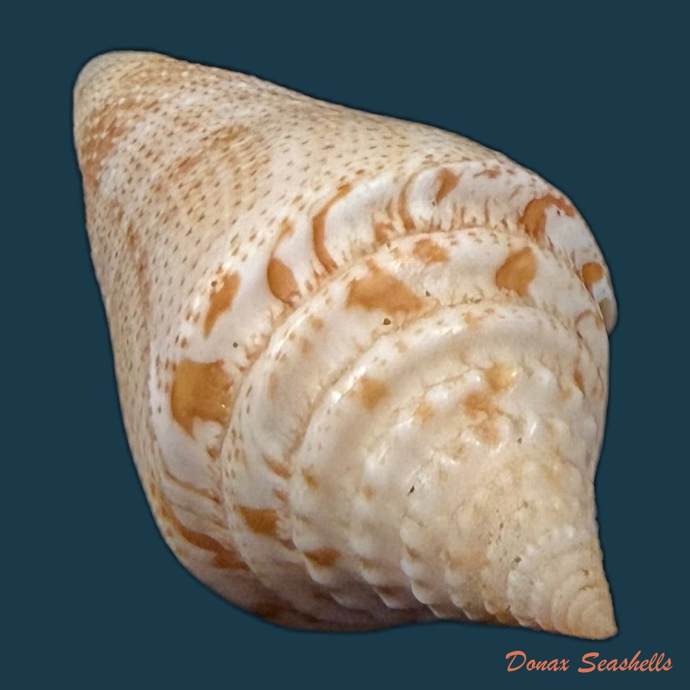 conus-sanctaemarthae-vink-1977-61mm-copia