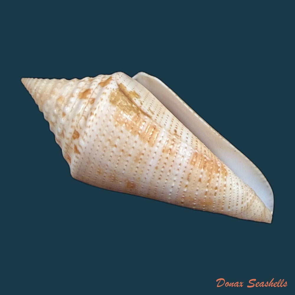 conus-sanctaemarthae-vink-1977-61mm-copia