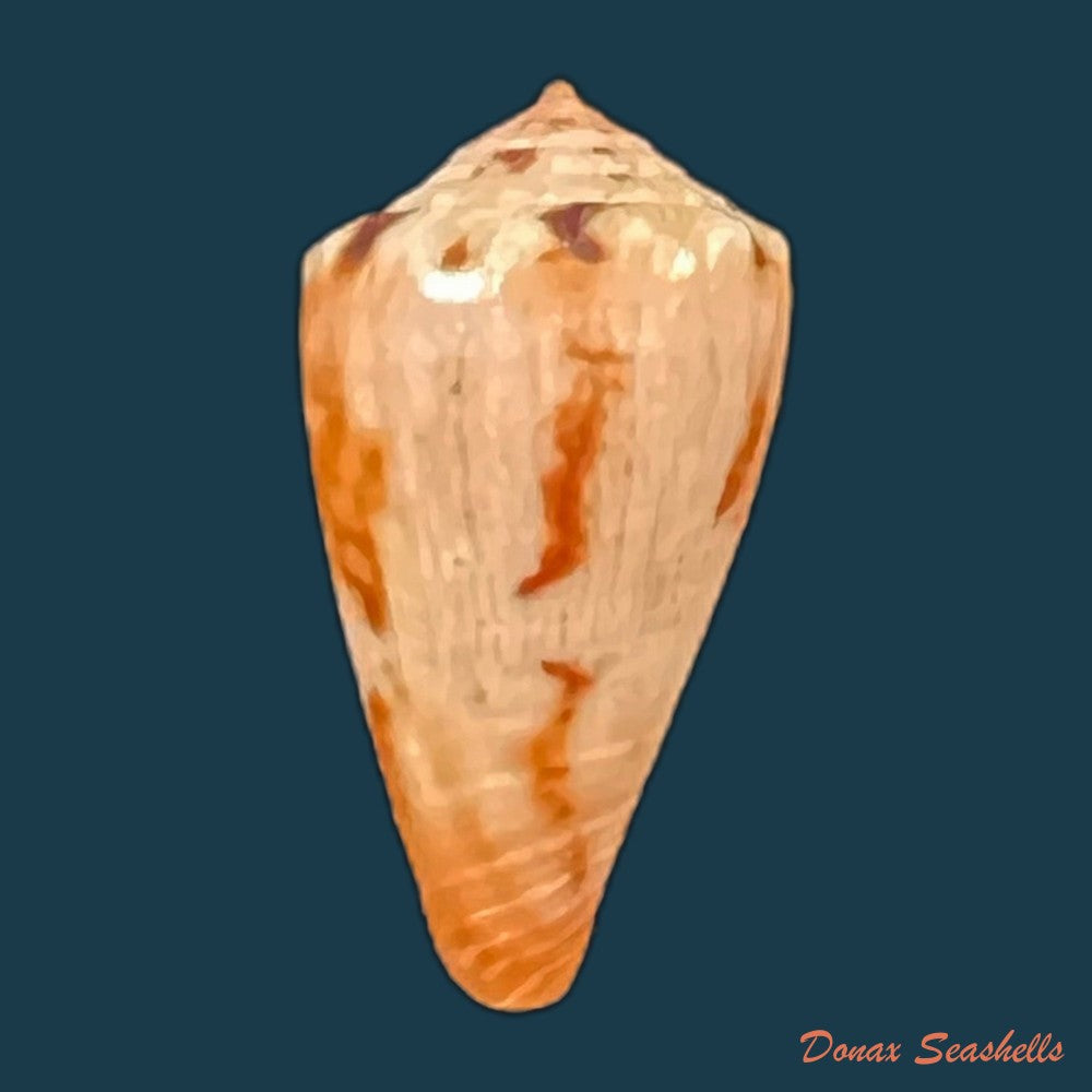 conus-sanguineus-kiener-1850-27-7mm-copia