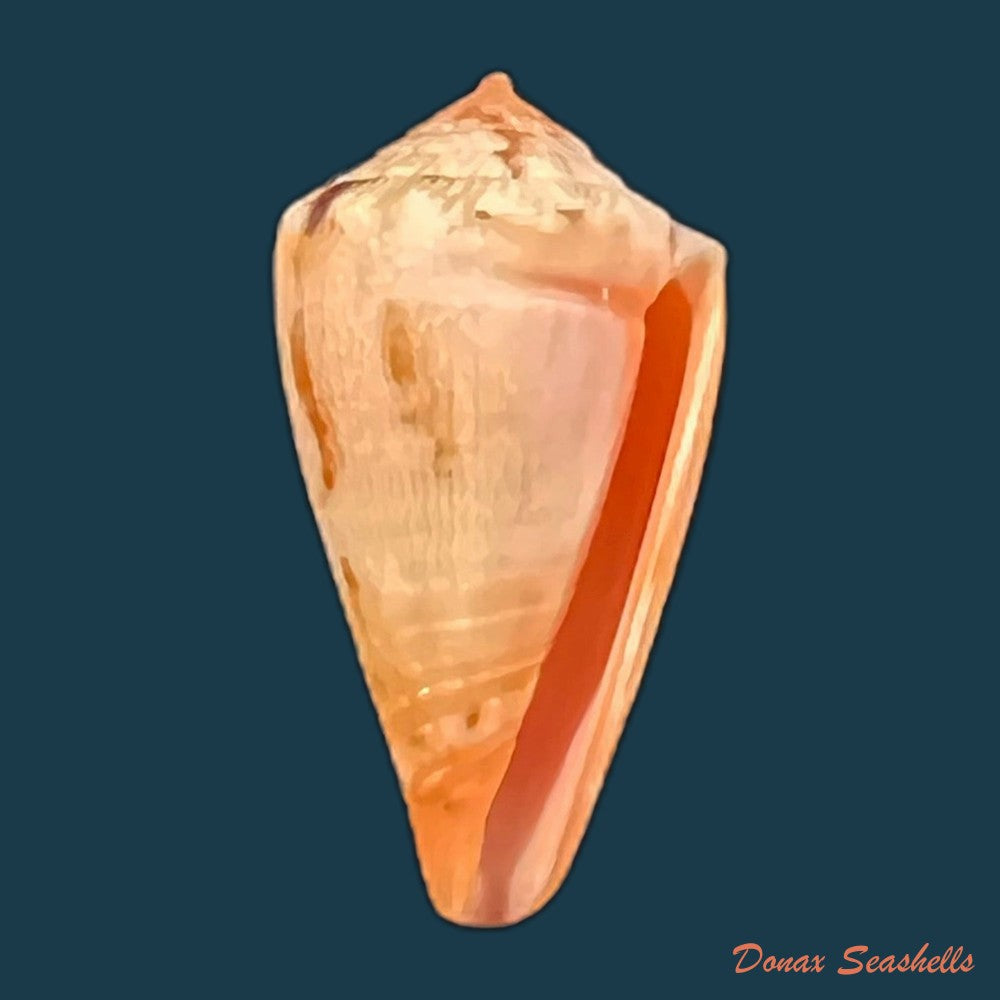 conus-sanguineus-kiener-1850-27-7mm-copia