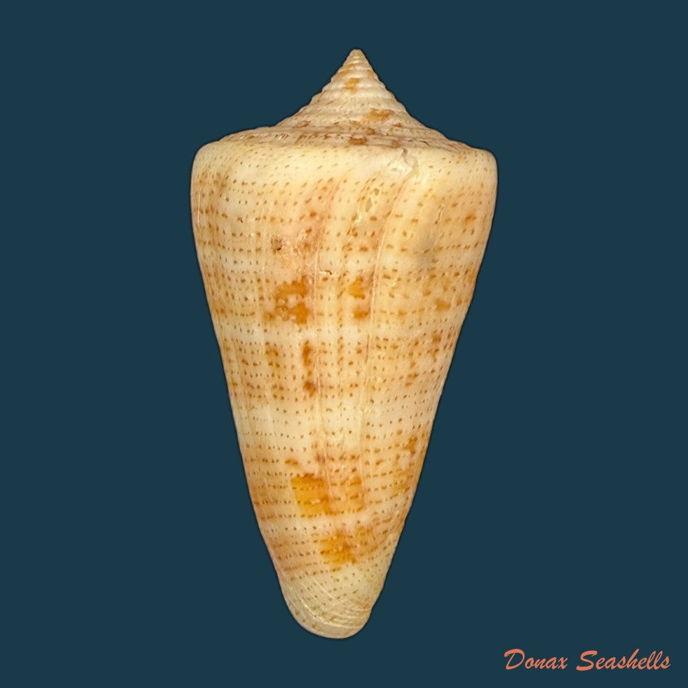 conus-sanguineus-kiener-1850-61-5mm-copia