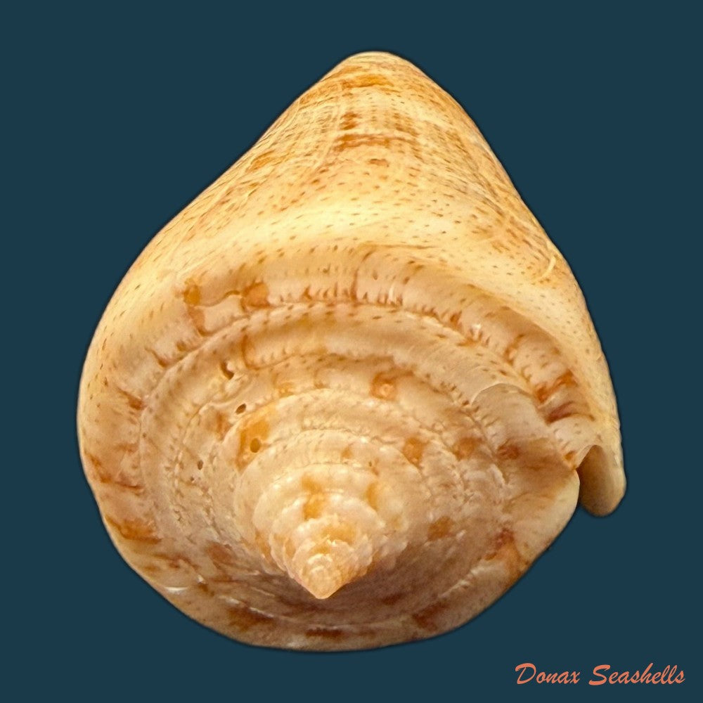 conus-sanguineus-kiener-1850-61-5mm-copia