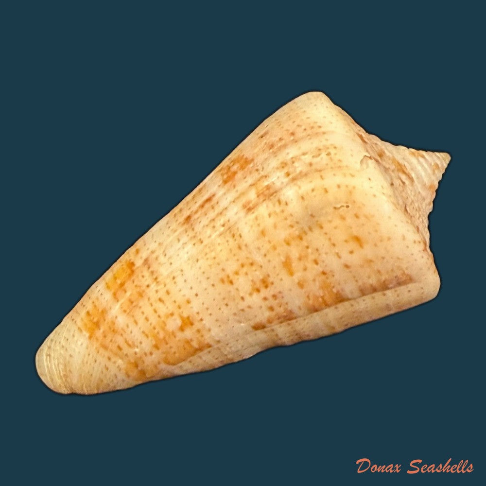 conus-sanguineus-kiener-1850-61-5mm-copia