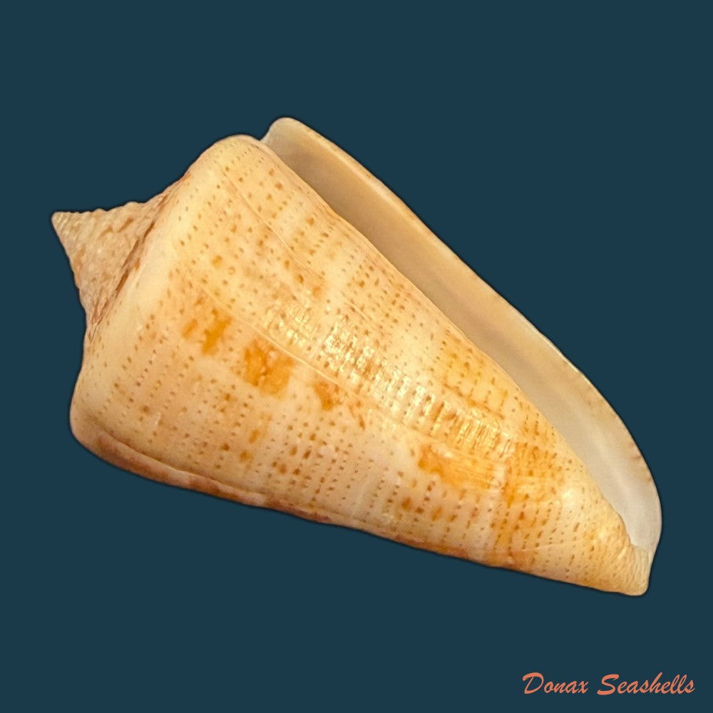 conus-sanguineus-kiener-1850-61-5mm-copia