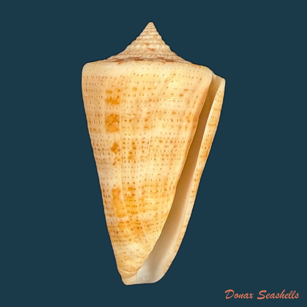 conus-sanguineus-kiener-1850-61-5mm-copia