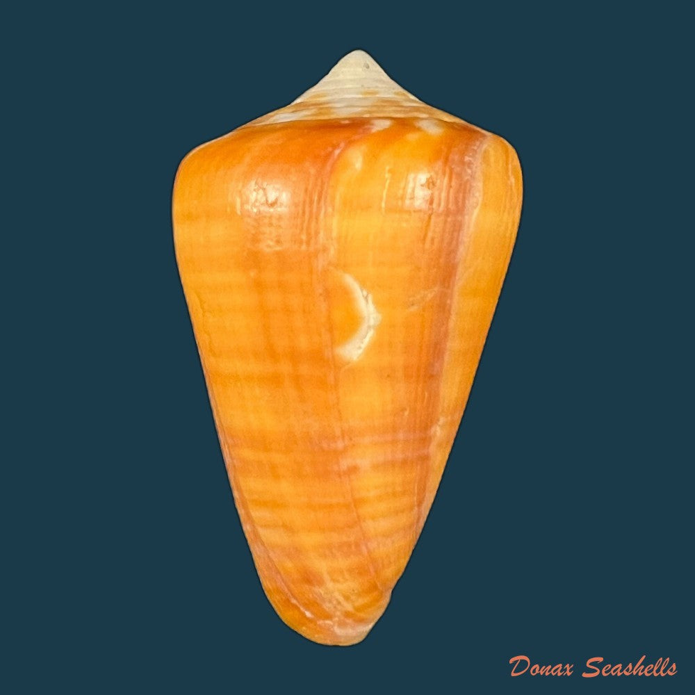 conus-sennottorum-rehder-abbott-1951-27-9mm-copia