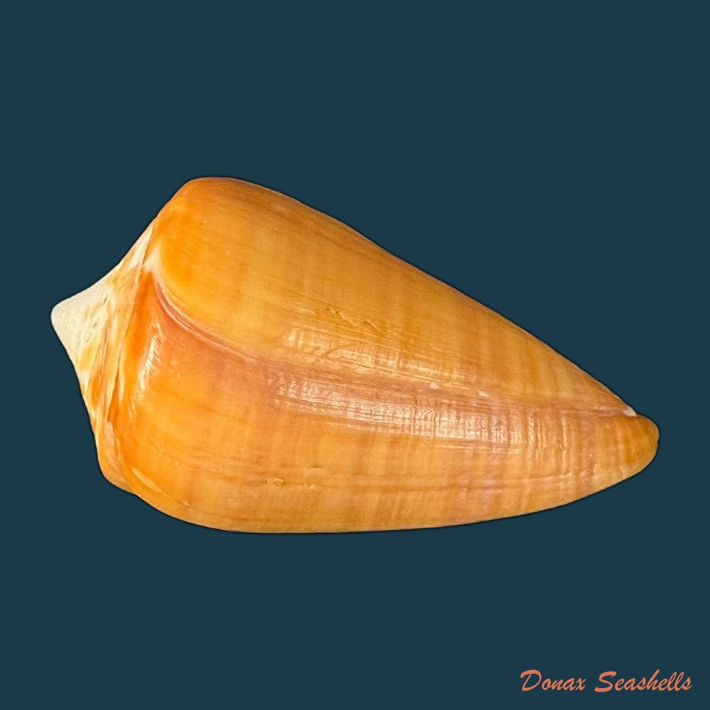 conus-sennottorum-rehder-abbott-1951-27-9mm-copia