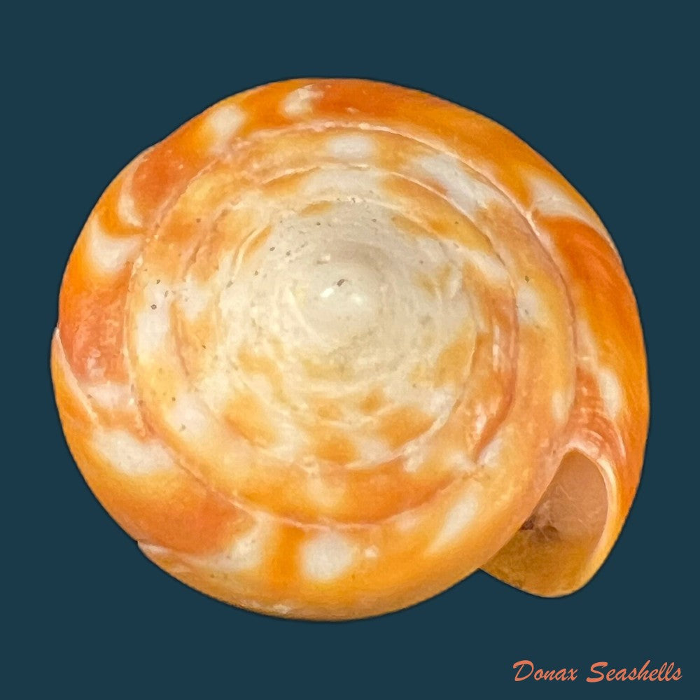 conus-sennottorum-rehder-abbott-1951-27-9mm-copia