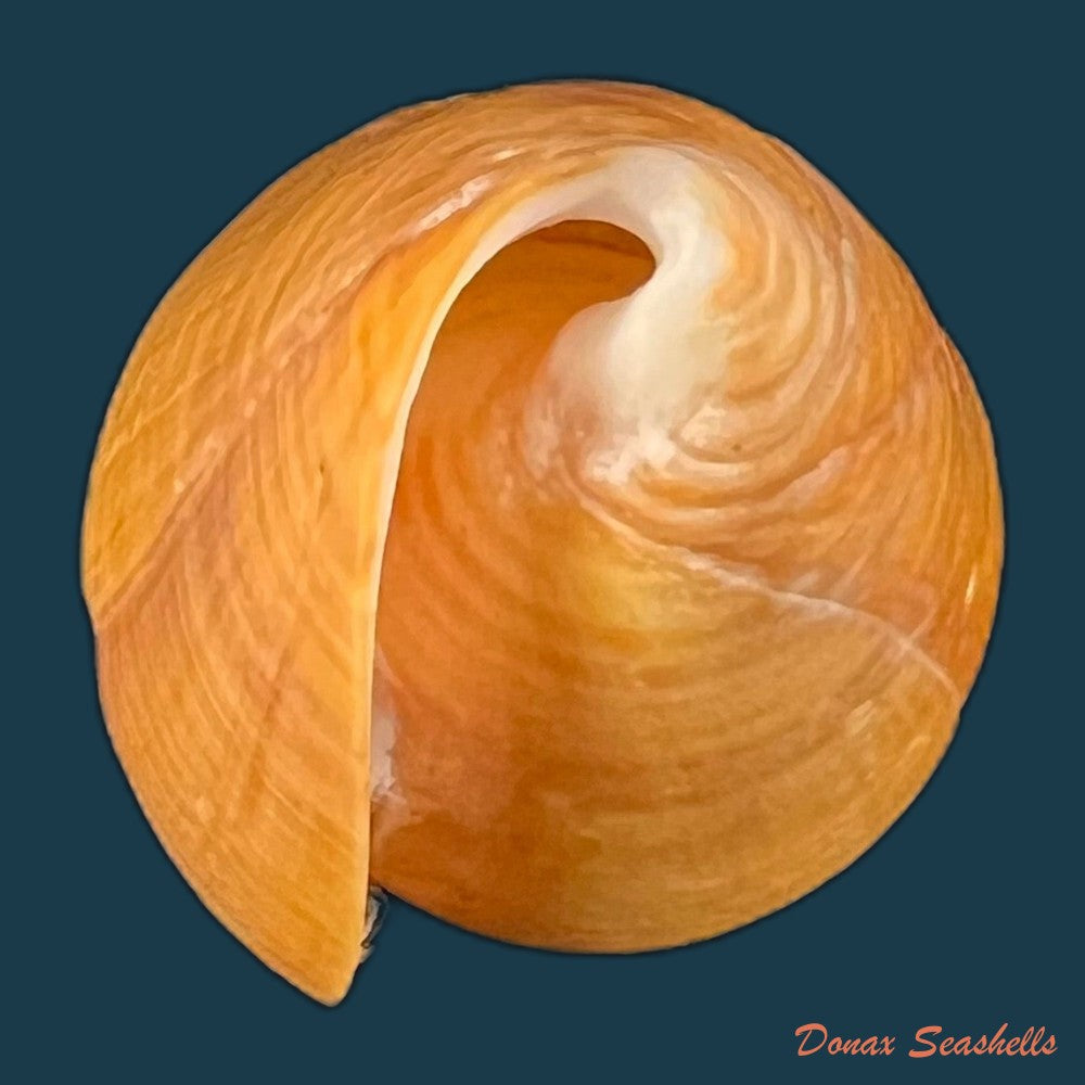 conus-sennottorum-rehder-abbott-1951-27-9mm-copia