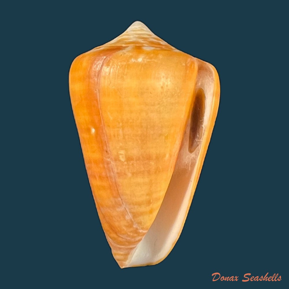 conus-sennottorum-rehder-abbott-1951-27-9mm-copia