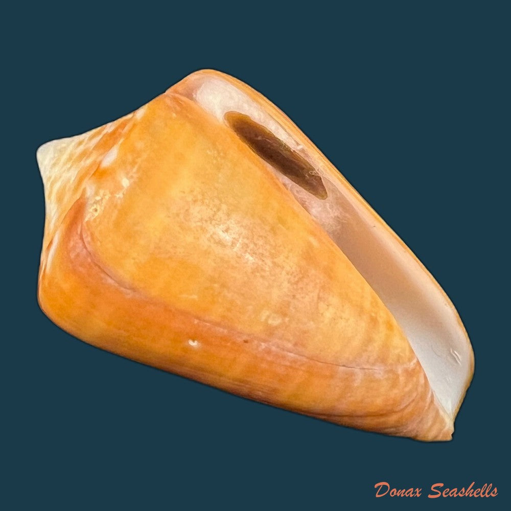 conus-sennottorum-rehder-abbott-1951-27-9mm-copia