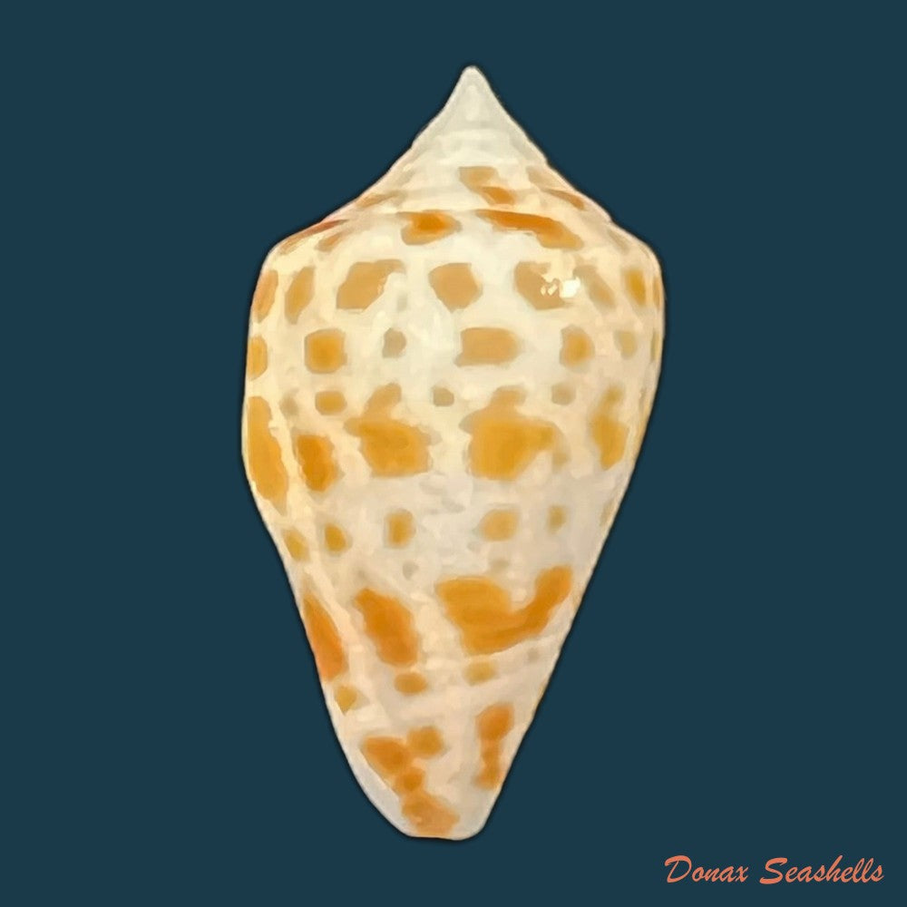 conus-sp-12-9mm-copia