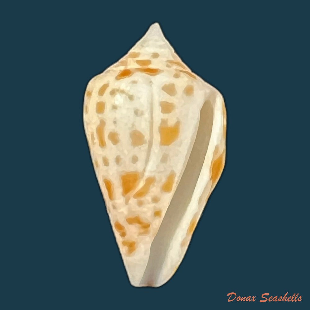 conus-sp-12-9mm-copia