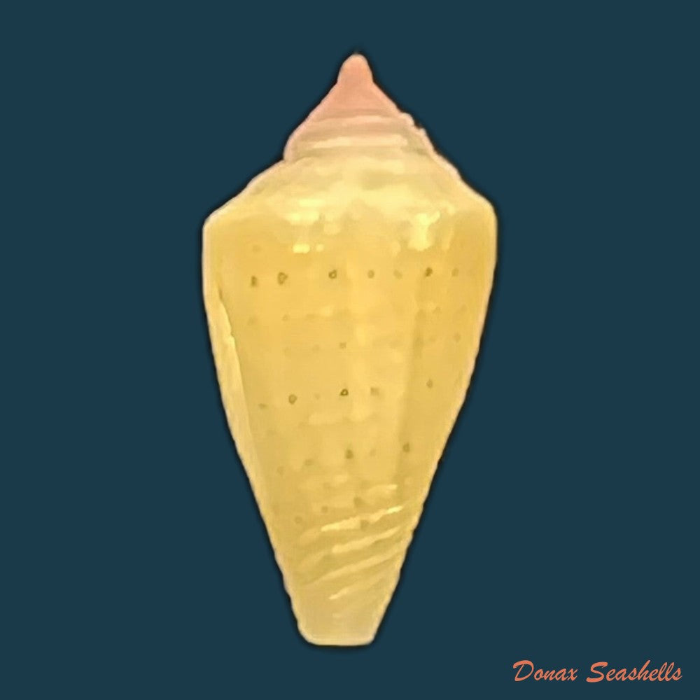 conus-sp-18-5mm-copia
