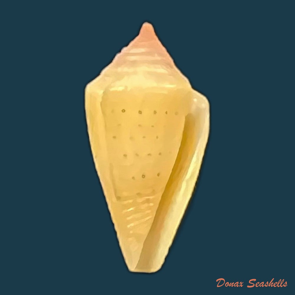 conus-sp-18-5mm-copia