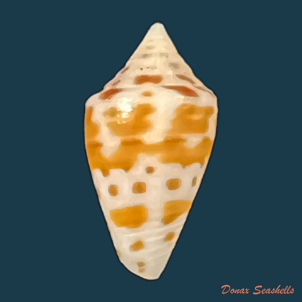conus-sp-22-3mm-copia