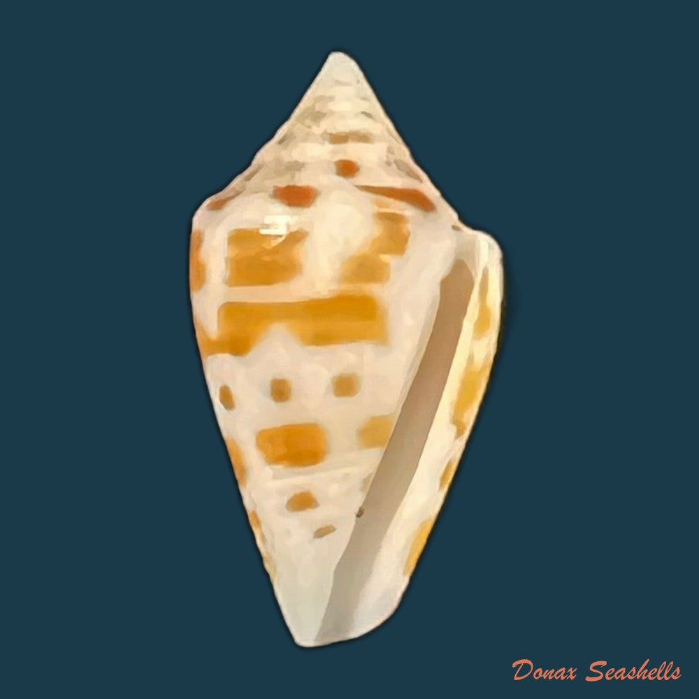 conus-sp-22-3mm-copia