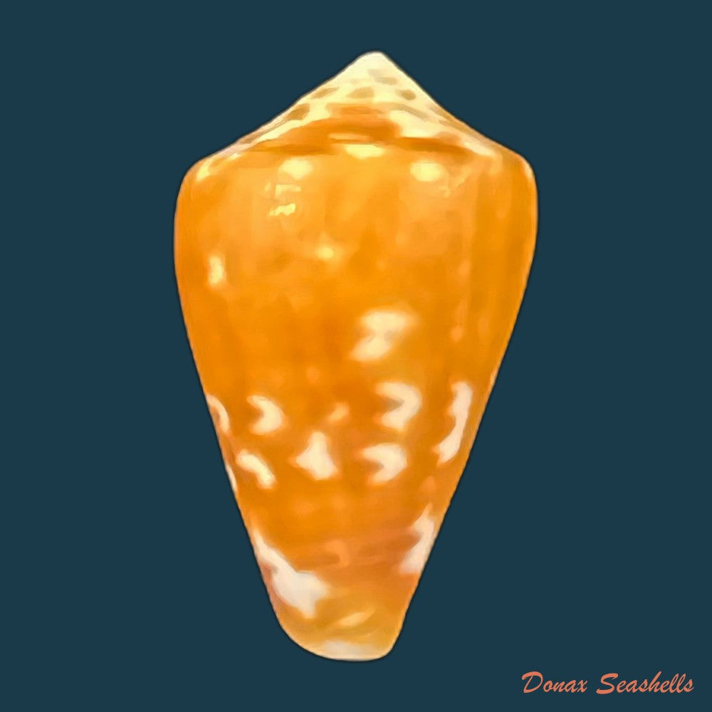 conus-sp-24-9mm-copia