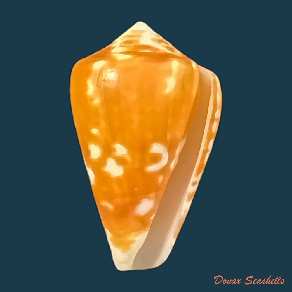 conus-sp-24-9mm-copia